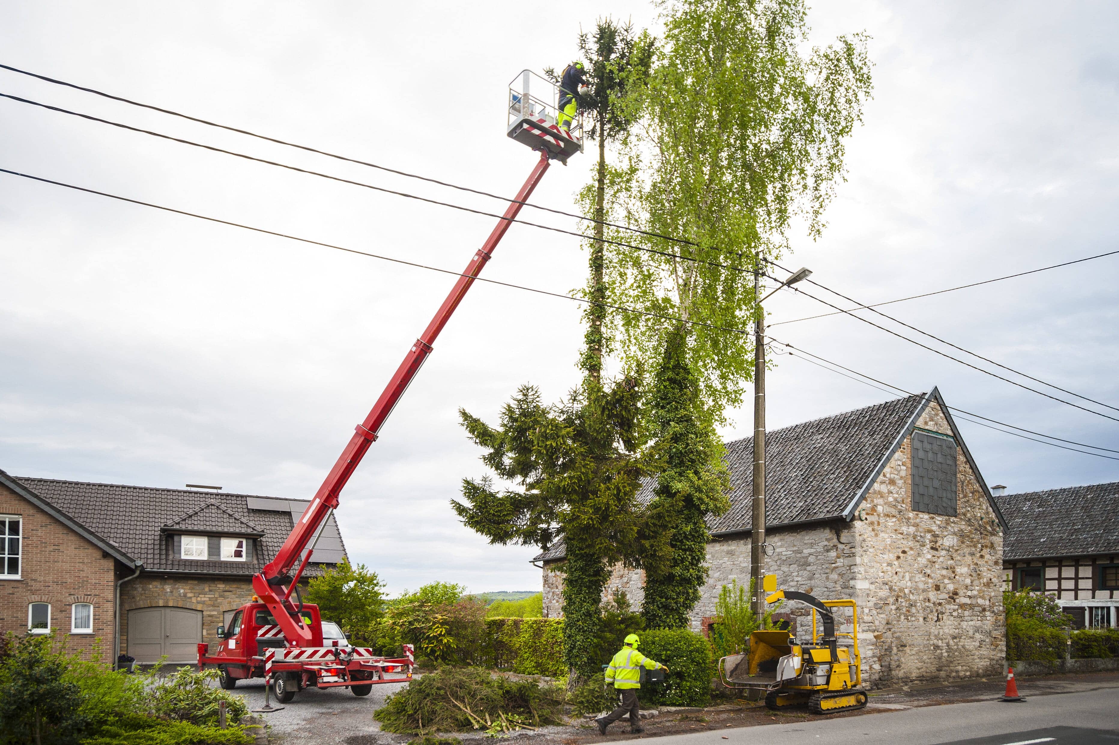 Professionals at work, trimming a large tree by use of a telescopic platform truck and wood shredder machine.